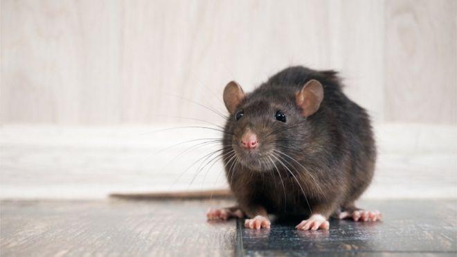 چرا ویروس کرونا باعث هجوم و فعالیت بیشتر موش ها شده است؟