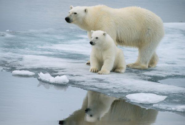 گرمایش زمین: اکثر خرس‌های قطبی تا پایان قرن ناپدید خواهند شد