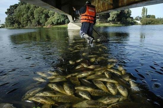 کاهش ۷۶ درصدی جمعیت ماهی‌های رودخانه‌ای مهاجر در نیم قرن گذشته