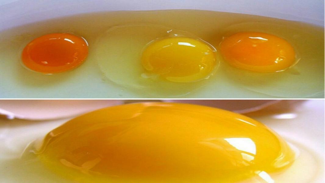 زرده تخم مرغ باید چه رنگی باشد؟