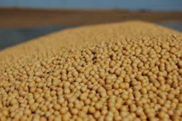 واردات ۳۰۰ هزار تن دانه روغنی توسط شرکت بازرگانی دولتی ایران