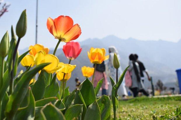 ۶۰ هزار نفر از بزرگترین باغ گل لاله ایران در آسارا بازدید کردند