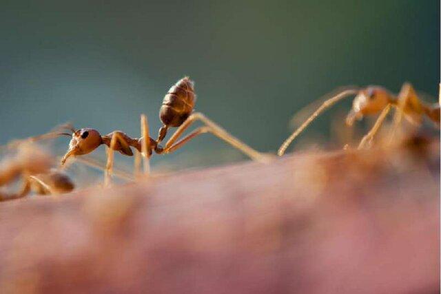 ساخت نسل بعدی ربات‌ها با الهام از نحوه زندگی مورچه‌های صحرایی