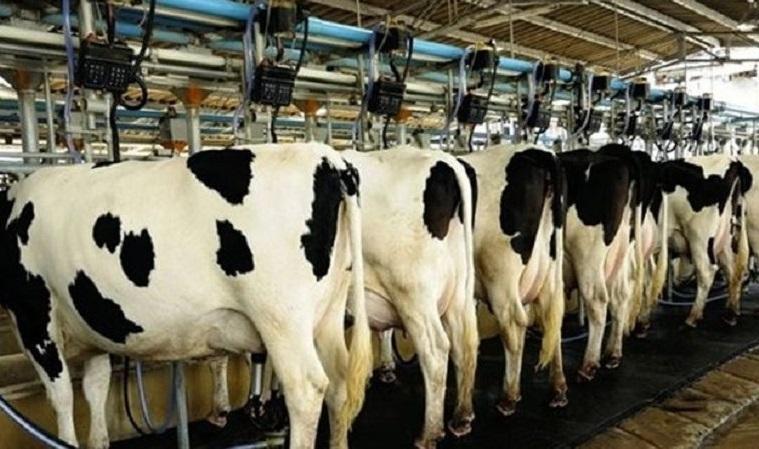 افزایش ۲۳.۳ درصدی پرورش گاو و گوساله دامداری ها