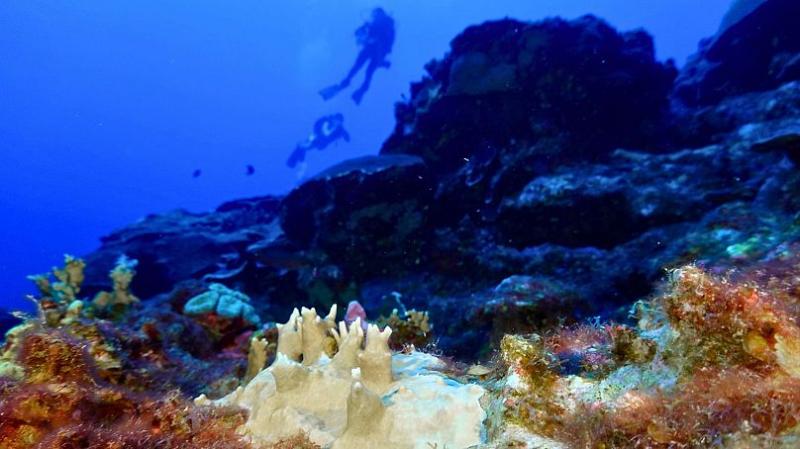 Climate change forces world’s coral reefs to undergo fourth global mass bleaching event