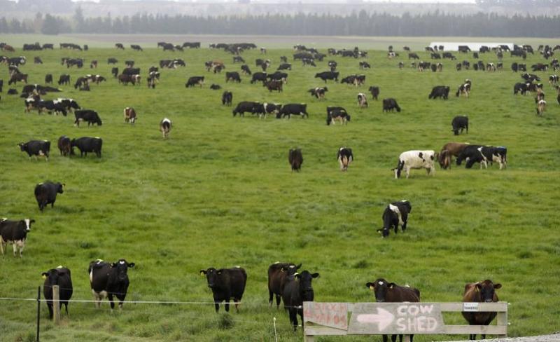 Every time you blame cows for climate change, an oil executive laughs