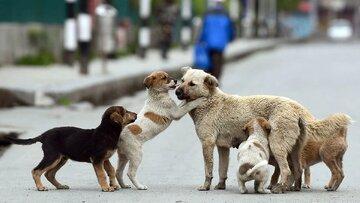 واکنش عضو شهرداری تهران به جمع‌آوری سگ‌ها از خیابان