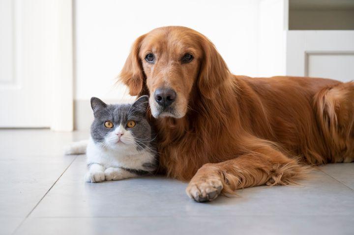 This Seemingly Silly Luxury Is Actually Important For Your Pet’s Health