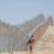 Four Pakistani soldiers killed on Afghan border: report