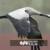 VIDEO: Tashk Wetland hosting migratory cranes