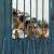 • فرار اعضای القاعده از زندان ...