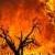 آتش سوزی مشکوک، 11 هکتار جنگل را خاکستر کرد