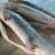 مرگ ماهی‌های دریای خزر به دلیل شیوع بیماری ویروسی