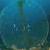 تصاویر یک حباب عجیب در دریا / غواصانی که به چشمهای خود شک کردند!
