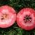 بررسی ژن عامل رنگ قرمز در سیب درون سرخ ایرانی