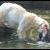 حركت عجیب زن ۳۲ساله و حمله خرس‌های قطبی+ تصویر