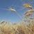 افزایش قابل توجه واردات گندم توسط دولت ایران