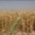 470 هزار تن گندم در خوزستان گم شد/استاندار: صحت ندارد