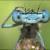 نگاه مبهوت سنجاقک آبی به دوربین/عکس