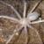 کشف عنکبوت بدون چشم در لائوس