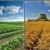 شرایط خرید تضمینی محصولات کشاورزی تعیین شد