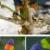 متفاوت ترین پرنده های دنیا / عکس