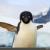چرا پنگوئنها نمی‌توانند پرواز کنند؟