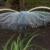 عکس/عجیب‌ترین پرنده جهان در استرالیا