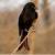 14:43 - چوپان دروغگوی طبیعت هم پیدا شد، پرنده‌ای به نام بوجانگا