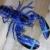 خرچنگ نادر آبی رنگ! /تصاویر