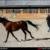 پرورش اسب توسط مربی زن/عکس