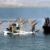 آغاز رزمایش ارتش در آب‌های جنوب ایران