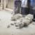 خطیب جمعه نجف: تخریب موزه موصل نشان‌دهنده تلاش داعش برای نابودی تمدن بشریست