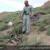 مرگ دهمین پلنگ ایرانی در کمتر از ۶۰ روز    
