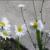 زیباترین گل های هسته ای! +تصاویر