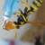 لحظه شگفت‌انگیز آب خوردن زنبور+عکس