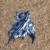 کشف «اژدهای آبی» در سواحل استرالیا + عکس