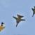 علت پرواز جنگنده‌های ارتش در آسمان تهران