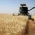 70 درصد مزارع گندم گنبد کاووس برداشت شد