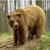 حمله خرس به یک زن 55 ساله کوهرنگی