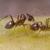 تصویر فوق العاده حیرت انگیز از آب خوردن مورچه