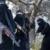 بازداشت شماری از زنان خارجی پیوسته به داعش در موصل