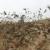 خسارت 60 میلیارد ریالی ملخ ها به مزارع شهرستان کوهرنگ