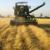 بیش از 5 هزار تن گندم و جو از کشاورزان آران و بیدگل خریداری شد