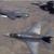 کشته شدن 17 غیر نظامی در حملات هوایی آمریکا به رقه سوریه