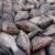 گونه ماهی تیلاپیا در خراسان رضوی تولید نمی شود