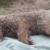 علت مرگ خرس قهوه ای پارک ملی گلستان در دست بررسی است