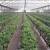 توسعه کشت گلخانه ای راهبرد اصلی کشاورزی جنوب تهران است