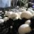 واحدهای کشت قارچ های خوراکی از پرداخت مالیات معاف شدند