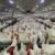 نبود مدیریت کنترل تولید بر زیان مرغداران دامن زد